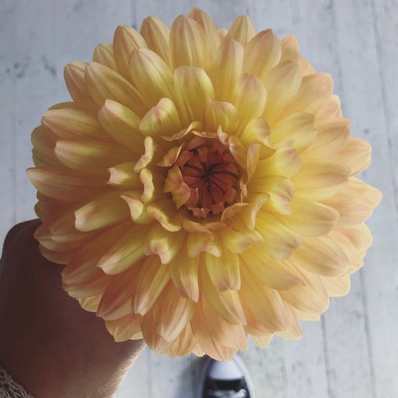 Meet your Posher, Pash - Picture 1 of 1